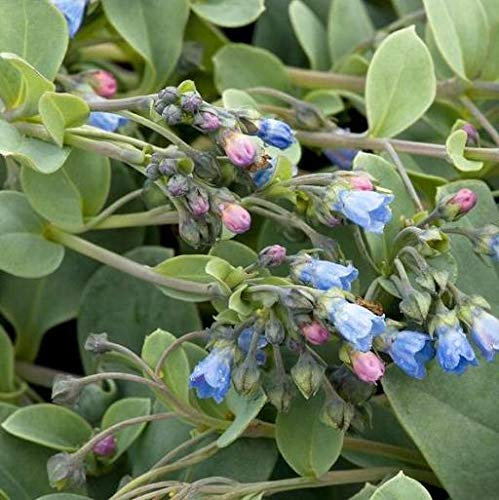 Mertensia maritima [Vaso Ø14cm]