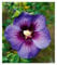 BALDUR Garten Hibiskus 'Hawaii®',1 Pflanze, intensive Blütenfarbe, Tropen-Flair für Garten & Terrasse, schlanke Wuchsform, lange Blütezeit, pflegeleicht, ideal für Kübel, mehrjährig & robust