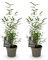 GreenboutiQ - Bambou - Fargesia Black Dragon - Vert - 2 Plantes - Persistant - Non envahissant - Pot 14cm Hauteur 35cm