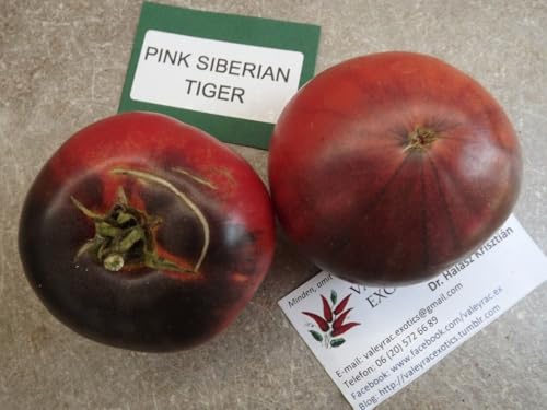 Pink Siberian Tiger Tomate - Tomato 5+ Samen - Saatgut - Seeds P 204