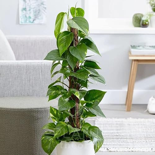 Plant Theory 80cm Devil’s Ivy Scindapsus Epipremnum Aureum Indoor Hanging Trailing Indoor Plant 19cm Pot
