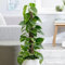 Plant Theory 80cm Devil’s Ivy Scindapsus Epipremnum Aureum Indoor Hanging Trailing Indoor Plant 19cm Pot