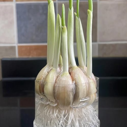 2 pcs Steckknoblauch, Knoblauchzwiebeln, winterharte pflanzen für garten, Knoblauch Pflanzen, gemüsepflanzen wintergemüse Steckknoblauch Frühjahr garten blumen topfpflanzen draußen