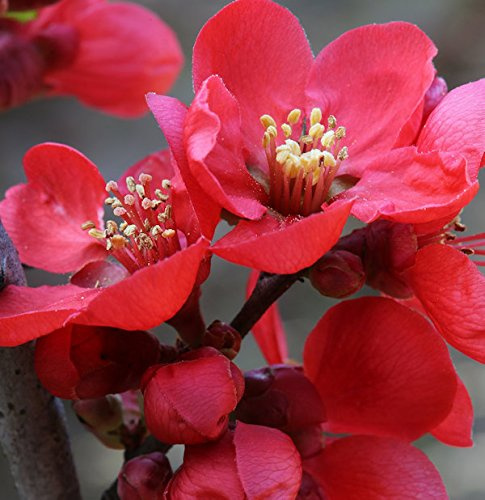 Zierquitte Scarlet Storm® 40-60cm - Chaenomeles - lebende Gartenpflanze aus den Baumschulen
