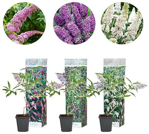 3x WL Buddleja Davidii Mix - ROSA,BLU,BIANCO P9H40
