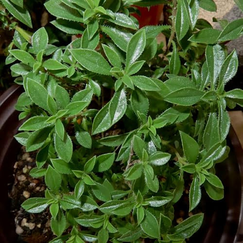 200 Pc Semillas Para Ajedrea - Semillas De Hierbas Silvestres, Flores Para Balcón. Semillas Saladas, Hierbas Culinarias Plantas De Balcón, Semillas De Flores Regalo Para Invitados