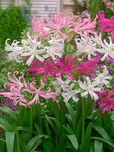 Nerine Blumenzwiebeln Winterhart Mix, Mehrjährige Lilien Zwiebeln aus Holland, für Garten, Balkon, Beete und Töpfe (50, Nerine Guernseylilien)