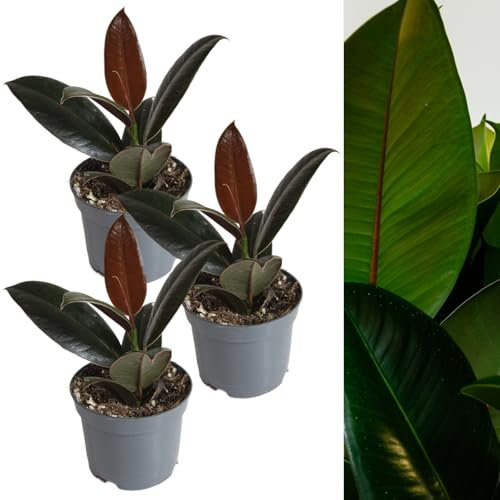 Carbeth Plants - 3 x Rubber Plant Ficus Robusta Indoor Plant in 8cm Pots - Live Air Purifying Evergreen Foliage Houseplant - Easy to Care for Beginner Friendly - Ideal for Home or Office