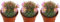 Pack de 3 mini cactus Mammillaria, 6 cm. Catus compacto, con espinas densas y flores pequeñas, fácil de cuidar. Segura Garden.