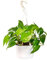 Bonplants Pothos, Pianta Vera da Appartamento (V 18, h 30 cm)