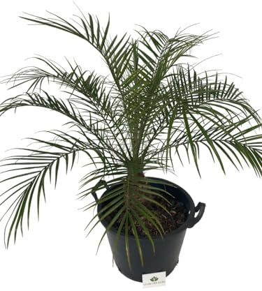 Phoenix Roebelenii detta anche Robellina o Palma da dattero nana, Pianta ornamentale da esterno prodotta da Vivai del Sole vaso diametro cm 40