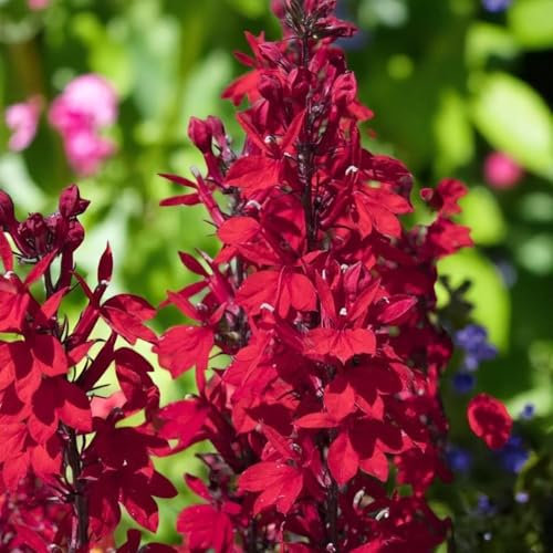 Carbeth Plants Lobelia Speciosa Starship Deep Scarlet 1 x 9cm Pot - Hardy Perennial Garden Plants for Beds Borders and Containers - Long-Flowering Colourful Lobelia
