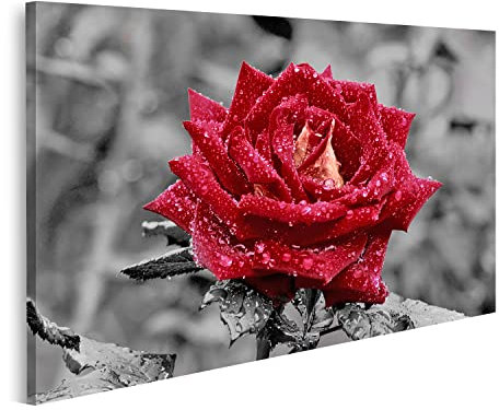 islandburner Tableau sur toile Rose rouge avec des gouttes d'eau sur fond gris Cadre Affiche Poster Murale Tableaux