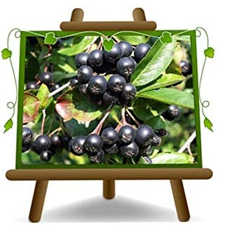 Aronia Mélanocarpe Noire Arbres fruitiers Hauteur: 170 cm Âge: 4 années Pot: 26 cm