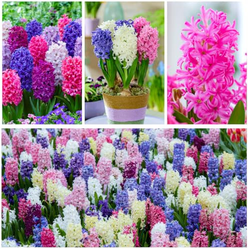 Hyazinthen Frühlingstraum Kollektion - 15 Zwiebeln Mehrjährig Winterhart - 3 Sorten/Farben Duftende Blumenzwiebeln Mischung aus Holland für Garten, Topf und Glas (große Knollen - kein Samen)