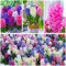 Hyazinthen Frühlingstraum Kollektion - 15 Zwiebeln Mehrjährig Winterhart - 3 Sorten/Farben Duftende Blumenzwiebeln Mischung aus Holland für Garten, Topf und Glas (große Knollen - kein Samen)