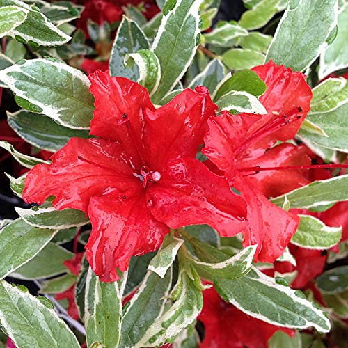 Azalea Hot Shot Variëgata Plant | Orange Flowering Outdoor Garden Shrub Potted | Hardy Evergreen Plant for Bedding, Borders, Containers, Pots - 1L Pot