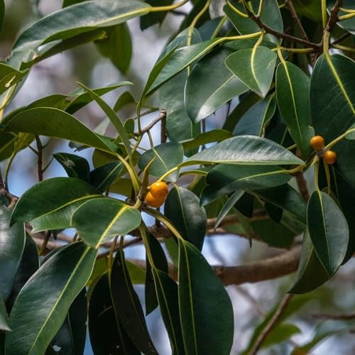 Vivai le Georgiche - Pianta vera di Ficus australis Ficus rubiginosa Fico di Port Jackson, Fico ruggine - vaso Ø 21 cm - altezza alla vendita 60-80 cm
