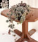 POWERS TO FLOWERS - HOYA CURTISII, vaso 11cm diametro, Pianta vera
