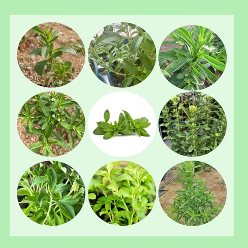 50 pcs stevia süßkraut samen, kräuter fensterbank, garten pflanzen stevia kaufen samen extrem winterharte kübelpflanzen, pflanzen winterhart winterharte blumen, kräuter küche indoor