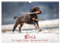 Elvis ein Engl. Cocker Spaniel wird Groß (Wandkalender 2026 DIN A3 quer), CALVENDO Monatskalender: Monatskalender, Jahreskalender, Kalender (CALVENDO Tiere)