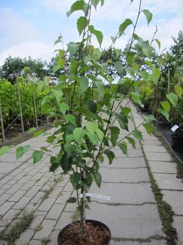 Weißrindige Himalaya-Birke Trinity College - Betula utilis - 80-100cm