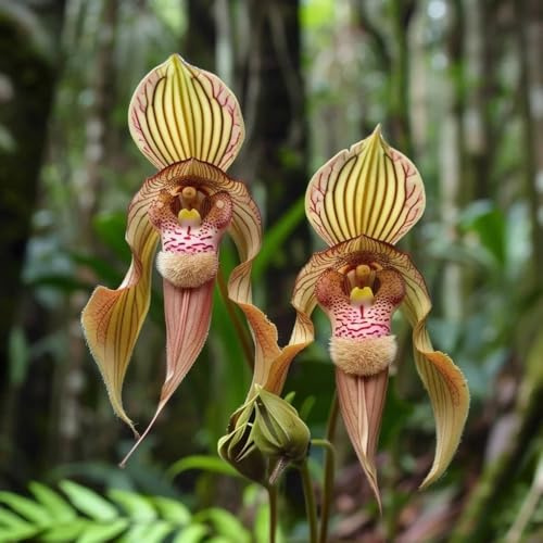 Affen OrchideeSamen, Dracula simia, Affengesicht Orchidee exotische stauden winterhart mehrjährig winterharte für garten 100pcs