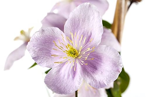 Clematis montana 'Rubens' 80-100 cm - Berg-Waldrebe, rosa Blüten, Blütezeit Mai-Juni, ideal für Rankgerüste, schnellwachsend, winterhart