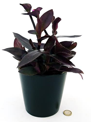 POWERS TO FLOWERS - TRADESCANTIA SETCREASEA PALLIDA, TRADESCANTIA DA ESTERNO RIFIORENTE, VASO 12CM Diametro, piante vere