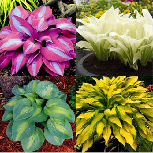 Funkien Zwiebeln,Hosta wurzel,funkien Rhizome,Seltene Pflanzen,Winterharte mehrjährig,funkien Kaufen,dekorative blumen,Hosta,hostas funkien,hosta pflanze winterhart.-6zwiebeln-greenD