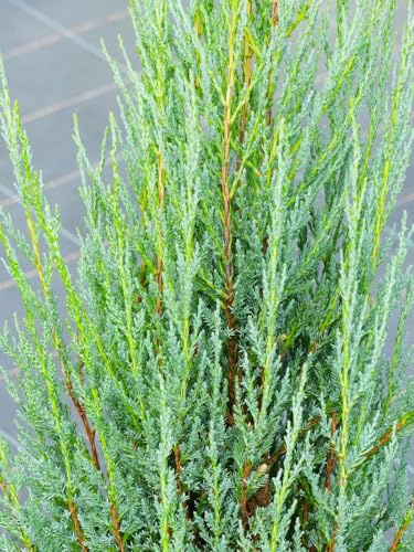 Ginepro cipresso blu Juniperus scopulorum 'Blue Arrow' 100-125 cm resistente all'inverno