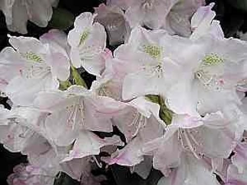 Rhododendron yakushimanum Mist Maiden - Ball Alpenrose - 25-30cm