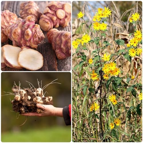 20 pcs topinambur saatknollen winterhart - kräutergarten küche plant,Helianthus tuberosus, zwiebeln gemüsepflanzen zimmerpflanze gemüse pflanzen nachhaltige geschenke für frauen kräuterlinge