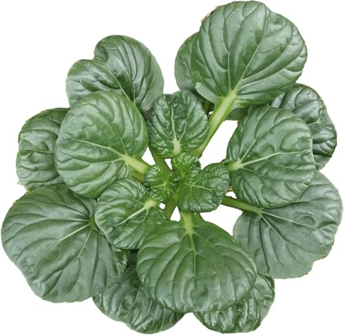 1000 Black Knight Tatsoi Mustard Seeds for Planting – Heirloom, Non-GMO, USA Grown Asian Greens with Premium Waterproof Packaging Brassica rapa subsp. narinosa by RDR Seeds