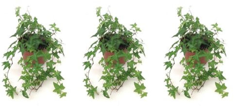 Pack de 3 plantas naturales Hedera Mix, 20-30 cm. Hiedra rastreta. Planta trepadora de hojas verdes decorativa, resistente y fácil de cultivar. Segura Garden.