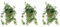 Pack de 3 plantas naturales Hedera Mix, 20-30 cm. Hiedra rastreta. Planta trepadora de hojas verdes decorativa, resistente y fácil de cultivar. Segura Garden.
