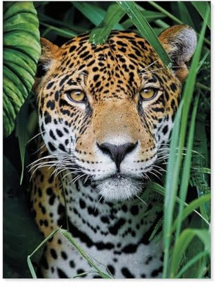Jaguar In The Jungle，Puzzle 1000 Teile Erwachsene Kinde Spaß Lernspielzeug Geschenke（38x26cm）-C18