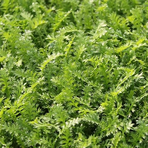 6x Fiederpolster - Leptinella squalida - Topf 9x9cm - Steingartenpflanze