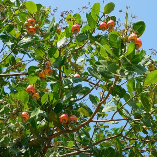 30 Piezas Semillas De Anacardos, Nueces, Plantas Perennes Perennes Resistentes, Árbol Bonsái Anacardium Occidentale, Árbol De Anacardo, Semillas De Bonsai, Plantas De Interior Purificadoras