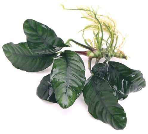 Anubias Coffeefolia Live Aquarium Plant Low Maintenance Hardy Tropical Aquascaping Decoration Perfect for Freshwater Fish Tanks Easy Care Low Maintenance K2AQUA