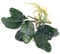 Anubias Coffeefolia Live Aquarium Plant Low Maintenance Hardy Tropical Aquascaping Decoration Perfect for Freshwater Fish Tanks Easy Care Low Maintenance K2AQUA