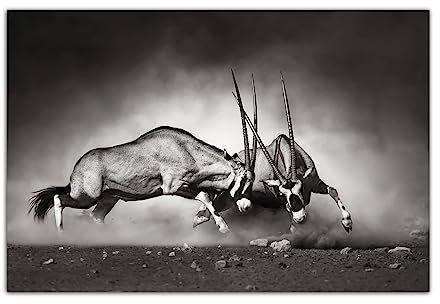 HOPNRU Oryx kämpft in der staubigen Wüste Poster Schwarz-Weiß-Tier Wandkunst Bild Leinwand Malerei Druck Modernes Zuhause Wohnzimmer Dekor (30x45cm-Ohne Rahmen)