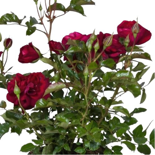 Rosal Arbustivo Rojo Natural Planta de Primavera para Renovar tu Jardín