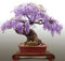 Generic Wisteria Bonsai Seed Kit, Grow Your Own Bonsai Tree: Only seeds
