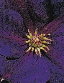 Clematis hybride Jackmanii Superba (60-100 cm) - Waldrebe/Klematis