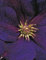 Clematis hybride Jackmanii Superba (60-100 cm) - Waldrebe/Klematis