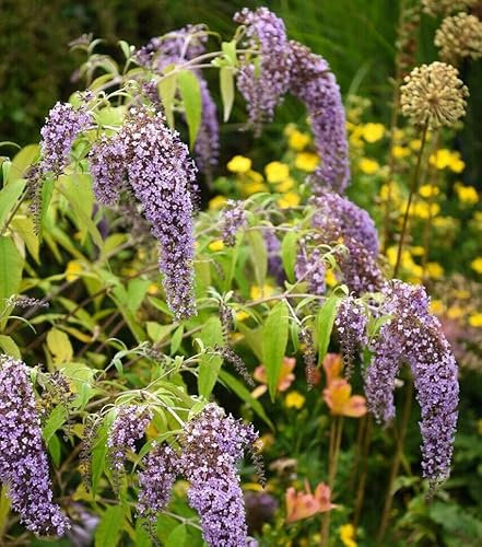 Buddleia davidii Wisteria Lane Albero delle Farfalle Buddleja piangente pianta in vaso ø9 cm Vivaio di Castelletto