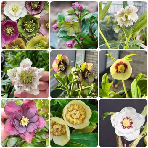 500 pcs christrosen samen danke geschenk dekopflanzen seed winterharte stauden mehrjährig blumensamen geschenk deko pflanze wildblumenwiese saatgut mehrjährig hochbeete für garten