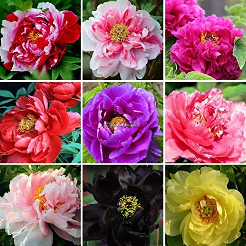 Portal Cool 3 Typ: 10Pcs Garing ZierSaat Topf Bunte Pfingstrosen- C1My 01