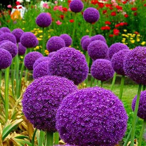 Generic 100 Pz Semi di Cipolla Gigante Allium Giganteum Fiore Pianta Casa Giardino Bonsai Decor Semi Non OGM per Piantare Viola Semi di cipolla gigante